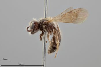 Media type: image;   Entomology 771283 Aspect: habitus lateral view